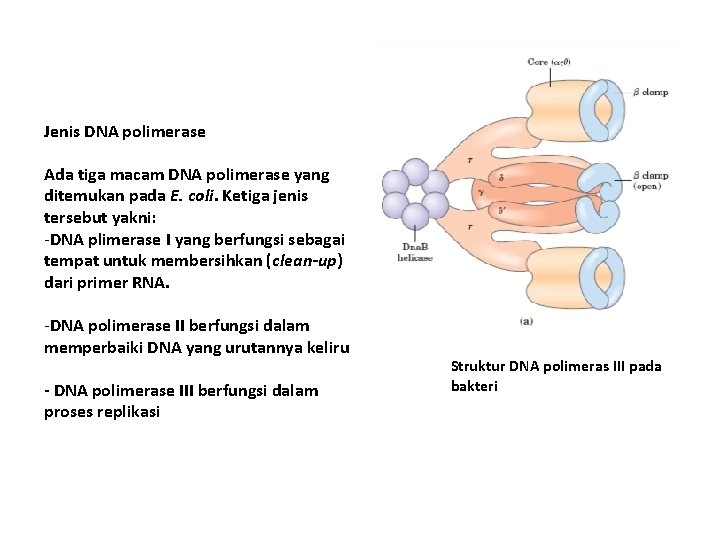 Jenis DNA polimerase Ada tiga macam DNA polimerase yang ditemukan pada E. coli. Ketiga