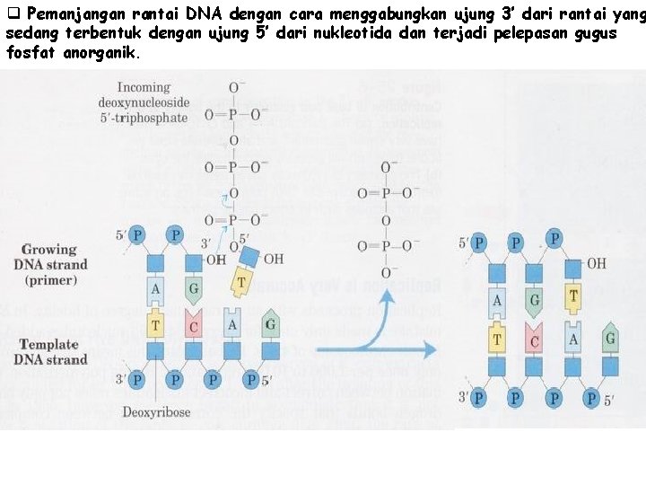 q Pemanjangan rantai DNA dengan cara menggabungkan ujung 3’ dari rantai yang sedang terbentuk