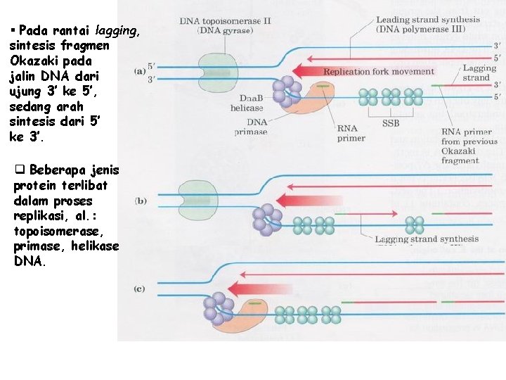 § Pada rantai lagging, sintesis fragmen Okazaki pada jalin DNA dari ujung 3’ ke