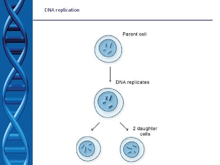 DNA replication 