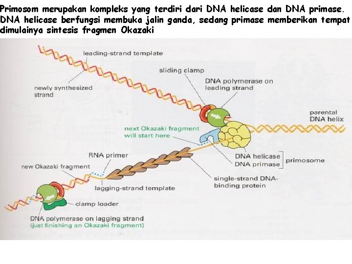 Primosom merupakan kompleks yang terdiri dari DNA helicase dan DNA primase. DNA helicase berfungsi