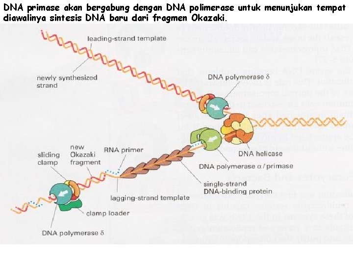 DNA primase akan bergabung dengan DNA polimerase untuk menunjukan tempat diawalinya sintesis DNA baru
