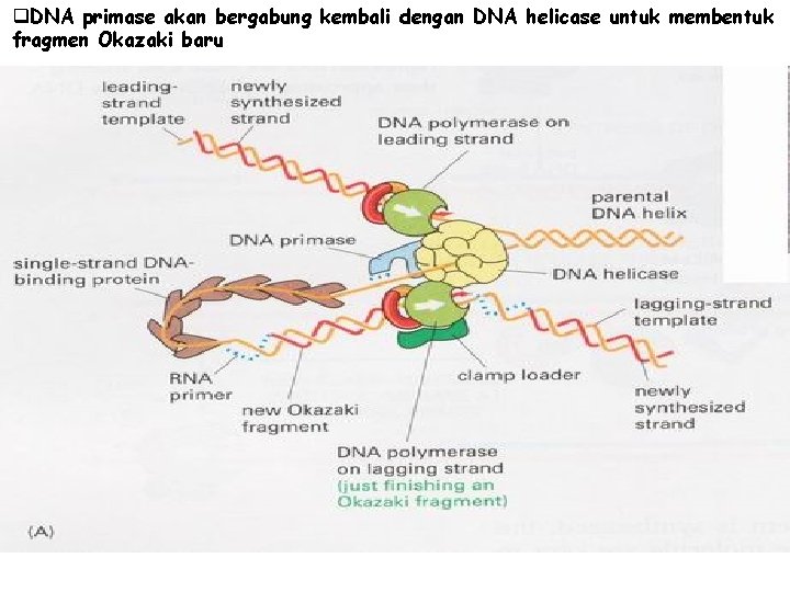 q. DNA primase akan bergabung kembali dengan DNA helicase untuk membentuk fragmen Okazaki baru