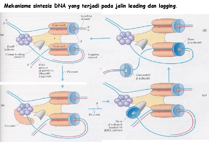 Mekanisme sintesis DNA yang terjadi pada jalin leading dan lagging. 