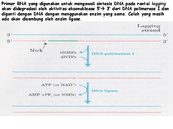 Primer RNA yang digunakan untuk mengawali sintesis DNA pada rantai lagging akan didegradasi oleh