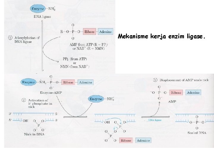 Mekanisme kerja enzim ligase. 