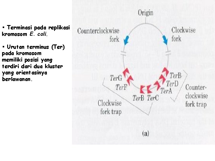 § Terminasi pada replikasi kromosom E. coli. § Urutan terminus (Ter) pada kromosom memiliki