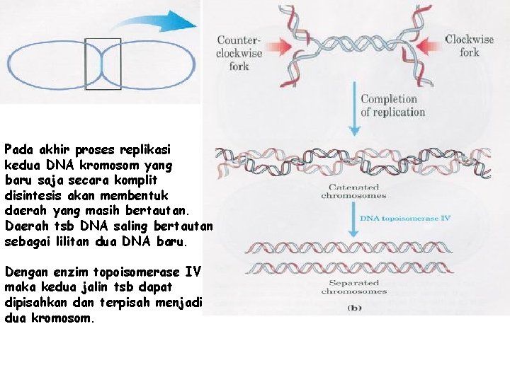 Pada akhir proses replikasi kedua DNA kromosom yang baru saja secara komplit disintesis akan