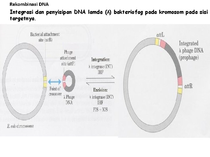Rekombinasi DNA Integrasi dan penyisipan DNA lamda (λ) bakteriofag pada kromosom pada sisi targetnya.