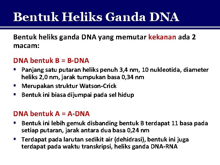 Bentuk Heliks Ganda DNA Bentuk heliks ganda DNA yang memutar kekanan ada 2 macam: