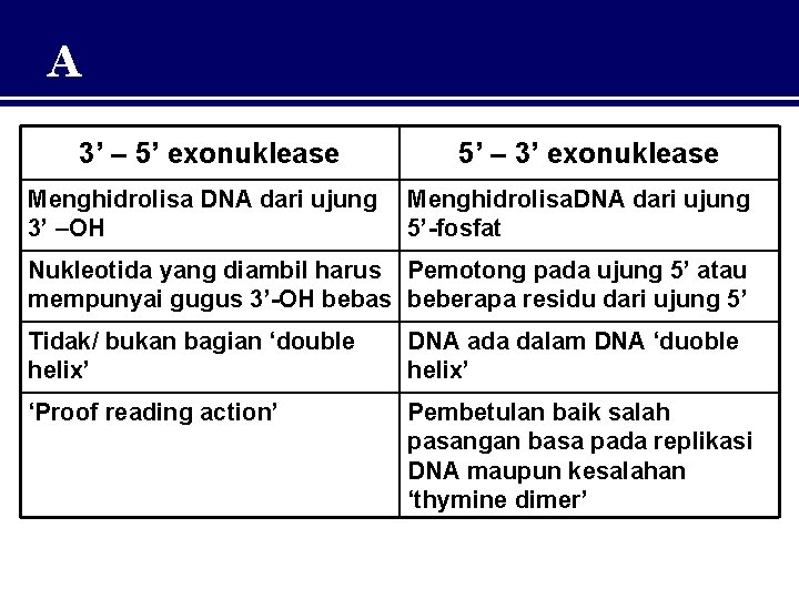 A 3’ – 5’ exonuklease Menghidrolisa DNA dari ujung 3’ –OH 5’ – 3’