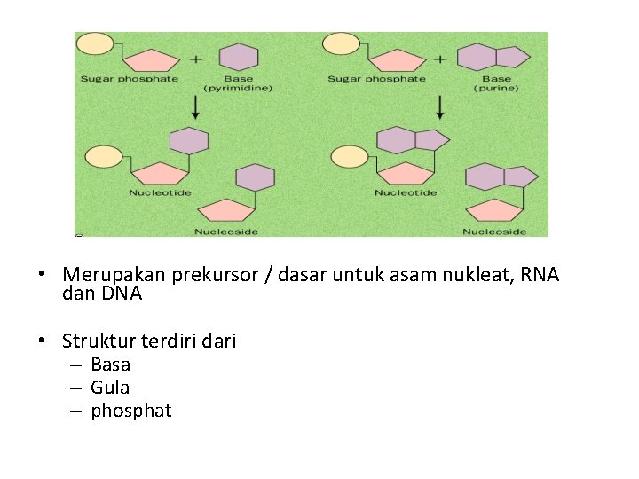  • Merupakan prekursor / dasar untuk asam nukleat, RNA dan DNA • Struktur