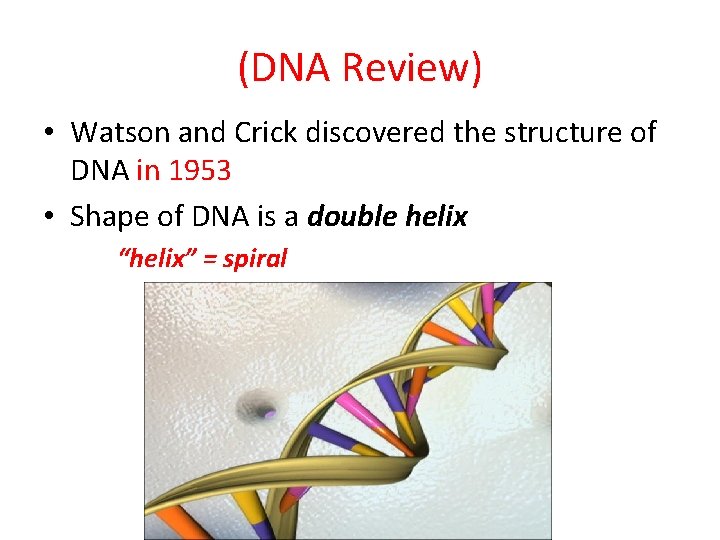 (DNA Review) • Watson and Crick discovered the structure of DNA in 1953 •
