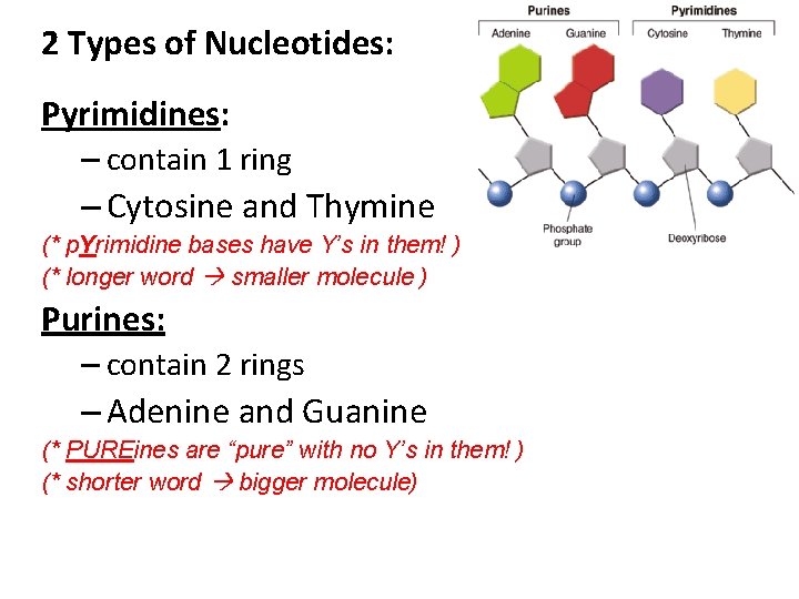 2 Types of Nucleotides: Pyrimidines: – contain 1 ring – Cytosine and Thymine (*
