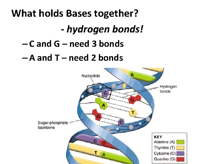What holds Bases together? - hydrogen bonds! – C and G – need 3