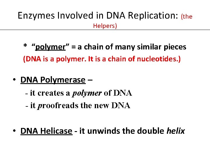 Enzymes Involved in DNA Replication: (the Helpers) * “polymer” = a chain of many