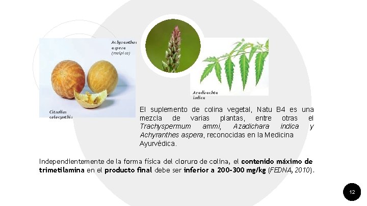 Achyranthus aspera (malpica) “ Citrullus colocynthis Azadirachta indica El suplemento de colina vegetal, Natu