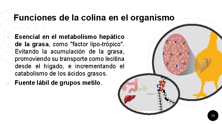 Funciones de la colina en el organismo ￮ ￮ Esencial en el metabolismo hepático