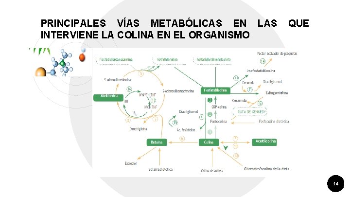 PRINCIPALES VÍAS METABÓLICAS EN LAS QUE INTERVIENE LA COLINA EN EL ORGANISMO “ 14