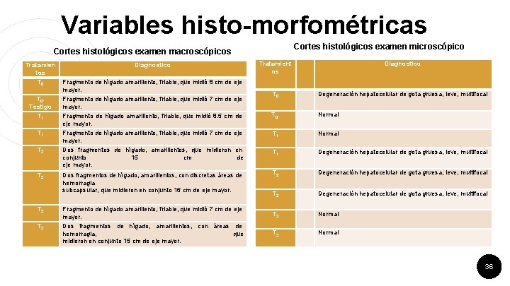 Variables histo-morfométricas Cortes histológicos examen microscópico Cortes histológicos examen macroscópicos Tratamien tos T 0.