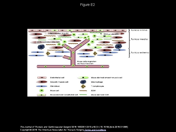 Figure E 2 The Journal of Thoracic and Cardiovascular Surgery 2018 1552301 -2313. e