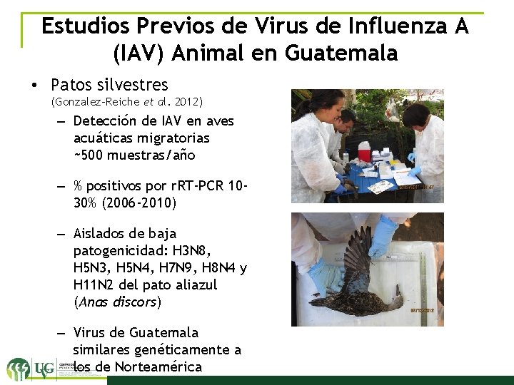 Estudios Previos de Virus de Influenza A (IAV) Animal en Guatemala • Patos silvestres