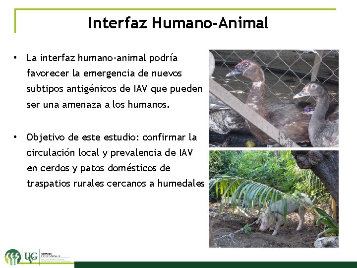 Interfaz Humano-Animal • La interfaz humano-animal podría favorecer la emergencia de nuevos subtipos antigénicos