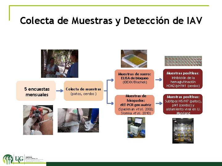 Colecta de Muestras y Detección de IAV Muestras de suero: ELISA de bloqueo (IDEXX/Biochek)