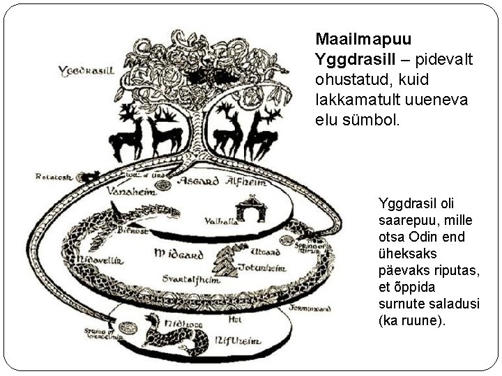 Maailmapuu Yggdrasill – pidevalt ohustatud, kuid lakkamatult uueneva elu sümbol. Yggdrasil oli saarepuu, mille