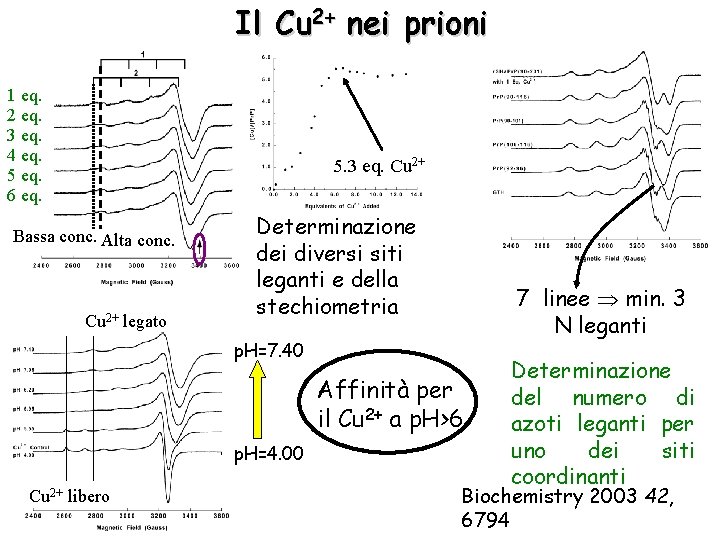 Il Cu 2+ nei prioni 1 eq. 2 eq. 3 eq. 4 eq. 5