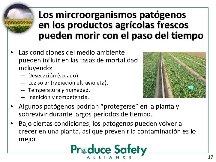Los mircroorganismos patógenos en los productos agrícolas frescos pueden morir con el paso del