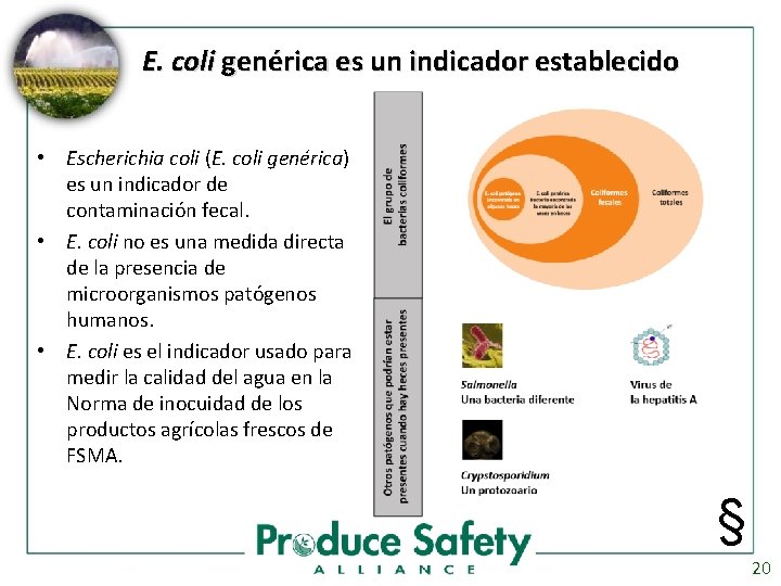 E. coli genérica es un indicador establecido • Escherichia coli (E. coli genérica) es