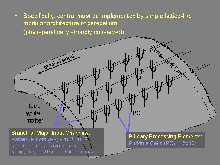  • Specifically, control must be implemented by simple lattice-like modular architecture of cerebellum