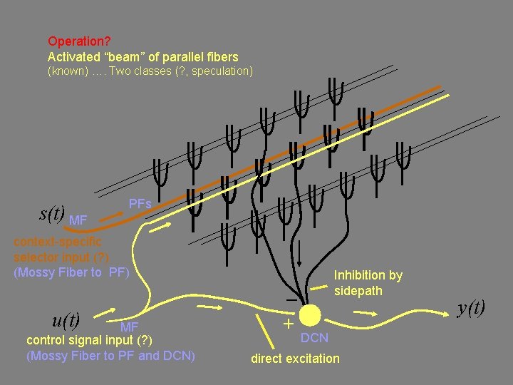 Operation? Activated “beam” of parallel fibers (known) …. Two classes (? , speculation) s(t)