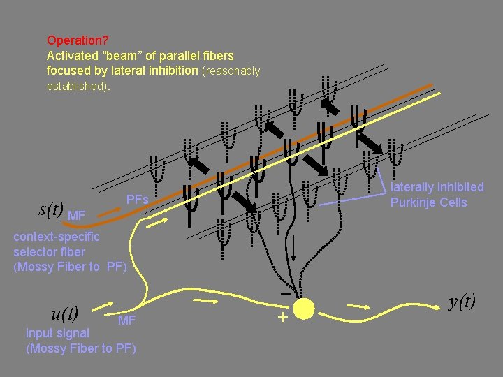 Operation? Activated “beam” of parallel fibers focused by lateral inhibition (reasonably established). s(t) MF