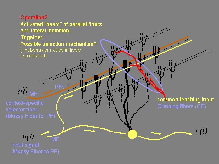 Operation? Activated “beam” of parallel fibers and lateral inhibition. Together, Possible selection mechanism? (net