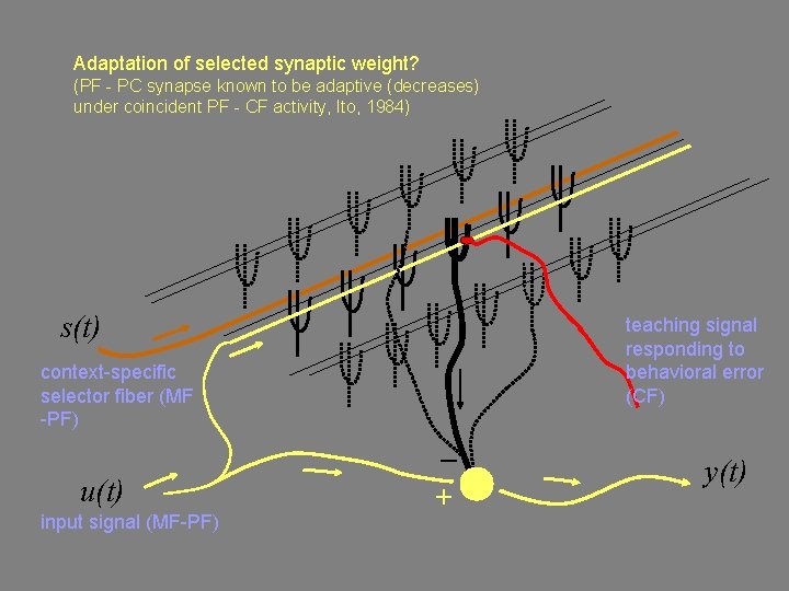 Adaptation of selected synaptic weight? (PF - PC synapse known to be adaptive (decreases)