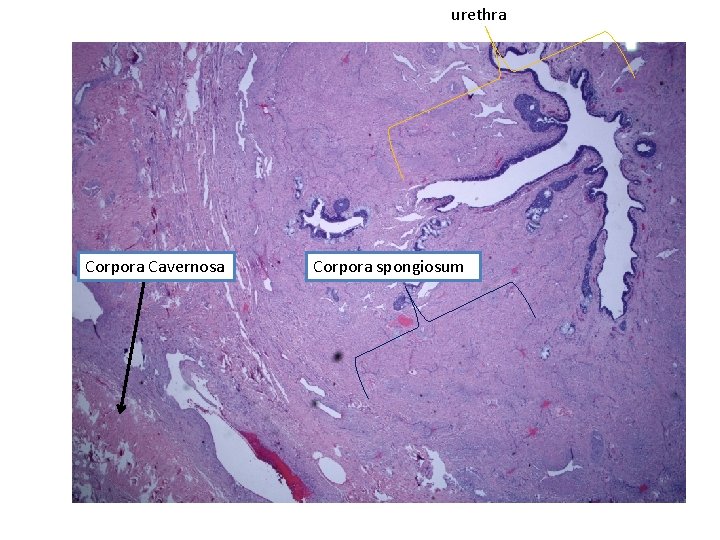 urethra Corpora Cavernosa Corpora spongiosum 