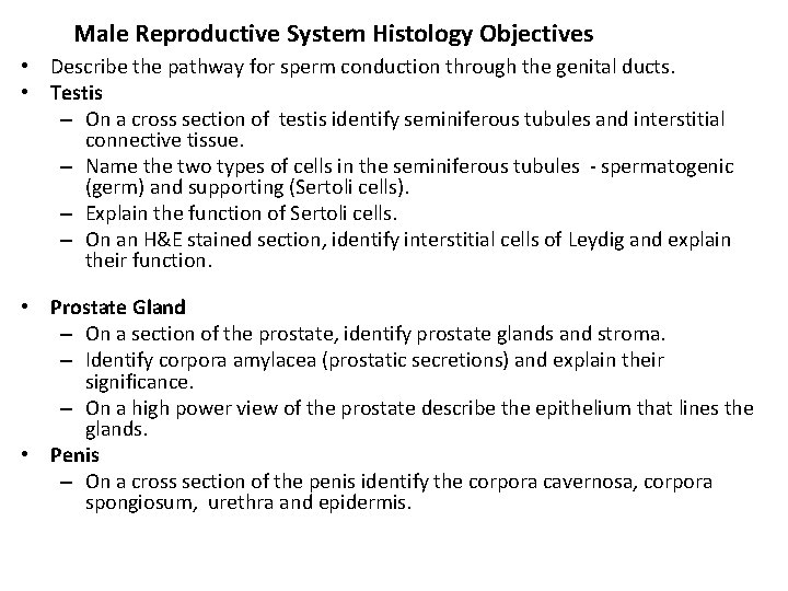 Male Reproductive System Histology Objectives • Describe the pathway for sperm conduction through the