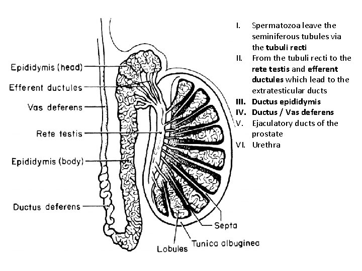 I. II. III. IV. V. VI. Spermatozoa leave the seminiferous tubules via the tubuli