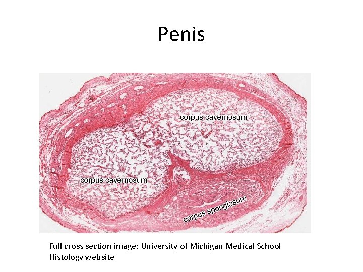 Penis Full cross section image: University of Michigan Medical School Histology website 