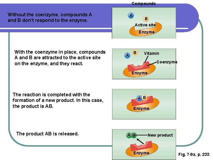 Compounds Without the coenzyme, compounds A and B don’t respond to the enzyme. A Compounds Without the coenzyme, compounds A and B don’t respond to the enzyme. A
