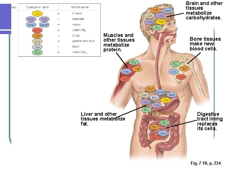 Brain and other tissues metabolize carbohydrates. Muscles and other tissues metabolize protein. Liver and Brain and other tissues metabolize carbohydrates. Muscles and other tissues metabolize protein. Liver and
