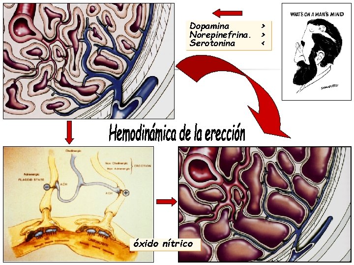 Dopamina > Norepinefrina. > Serotonina < óxido nítrico 