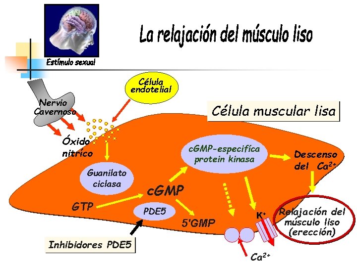 Célula endotelial Nervio Cavernoso Célula muscular lisa Óxido nitríco Guanilato ciclasa GTP Inhibidores PDE