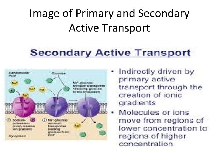 Image of Primary and Secondary Active Transport 