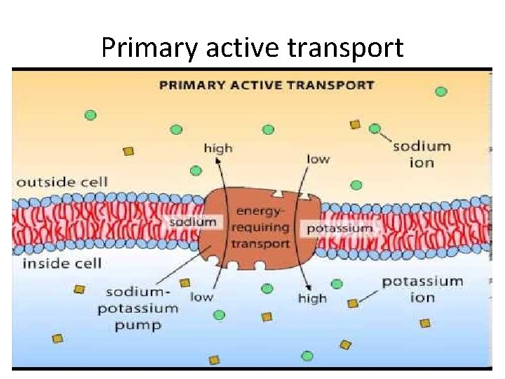 Primary active transport 