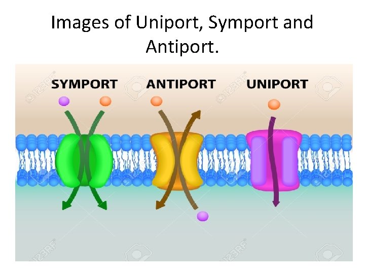 Images of Uniport, Symport and Antiport. 