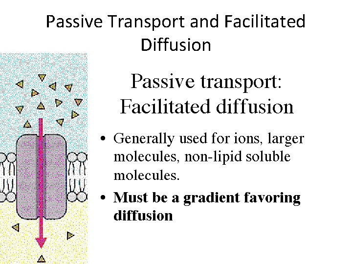 Passive Transport and Facilitated Diffusion 