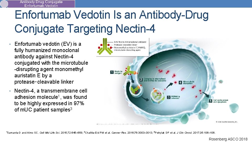 Enfortumab Vedotin Is an Antibody-Drug Conjugate Targeting Nectin-4 • Enfortumab vedotin (EV) is a